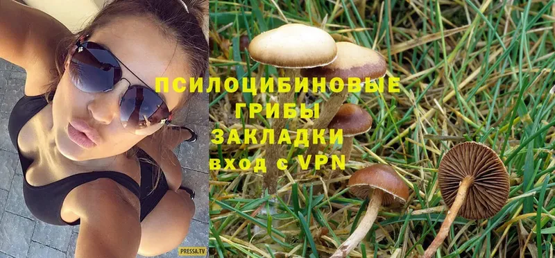 Псилоцибиновые грибы Psilocybe  купить закладку  Шумерля 